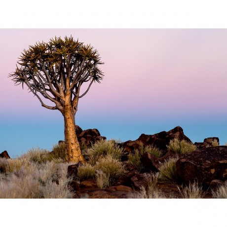 CALVENDO Puzzle CALVENDO Puzzle Kocherbaum in Namibia Пазл CALVENDO Puzzle Kocherbaum в Намибии
