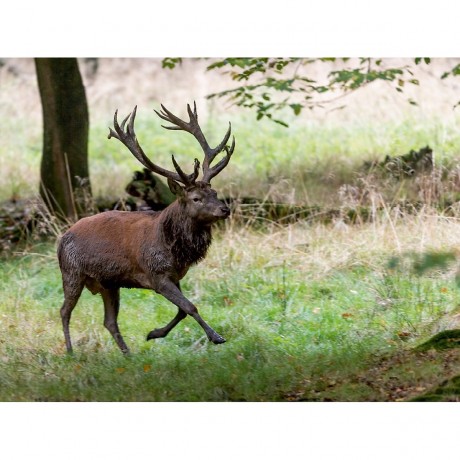 CALVENDO Puzzle CALVENDO Puzzle Aufgeregt vertreibt der Platzhirsch die Nebenbuhler. Головоломка CALVENDO Puzzle В возбуждении главный пес прогоняет соперников.