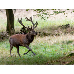 CALVENDO Puzzle CALVENDO Puzzle Aufgeregt vertreibt der Platzhirsch die Nebenbuhler. Головоломка CALVENDO Puzzle В возбуждении главный пес прогоняет соперников.