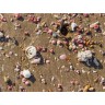 CALVENDO Puzzle CALVENDO Puzzle Muscheln am Strand Пазл CALVENDO Puzzle Ракушки на пляже