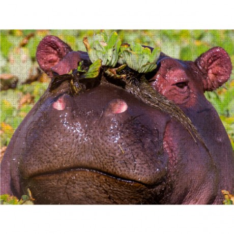 CALVENDO Puzzle CALVENDO Puzzle Nilpferd Пазл CALVENDO Пазл бегемот