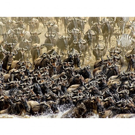 CALVENDO Puzzle CALVENDO Puzzle Das Wunder der Mara.....Gnuwanderung Пазл CALVENDO Puzzle Чудо Мары.....миграция антилоп гну