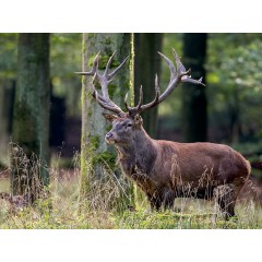 CALVENDO Puzzle CALVENDO Puzzle Emotionale Momente: Hirschbrunft. Part III. Пазл CALVENDO Пазл Эмоциональные моменты: Оленья гонка. Часть 3