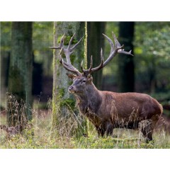 CALVENDO Puzzle CALVENDO Puzzle Emotionale Momente: Hirschbrunft. Part III. Пазл CALVENDO Пазл Эмоциональные моменты: Оленья гонка. Часть 3