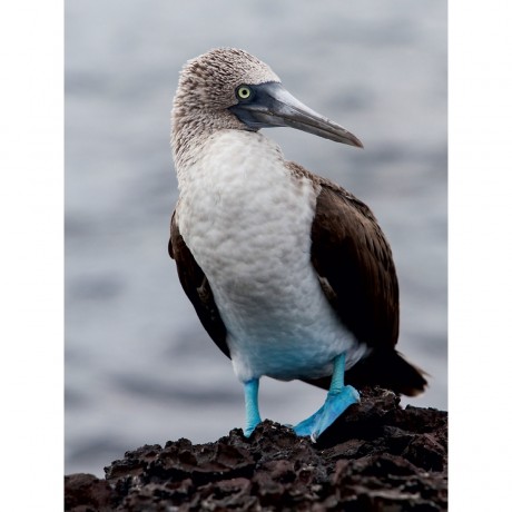CALVENDO Puzzle CALVENDO Puzzle Blaufusstolpel auf der Galapagos Insel Tintoteras Пазл CALVENDO Puzzle Голубоногая щетина на галапагосском острове Тинтотерас