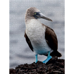 CALVENDO Puzzle CALVENDO Puzzle Blaufusstolpel auf der Galapagos Insel Tintoteras Пазл CALVENDO Puzzle Голубоногая щетина на галапагосском острове Тинтотерас